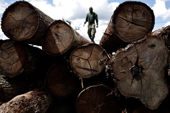 La deforestación en la Amazonía de Brasil disminuye un 66% en julio
