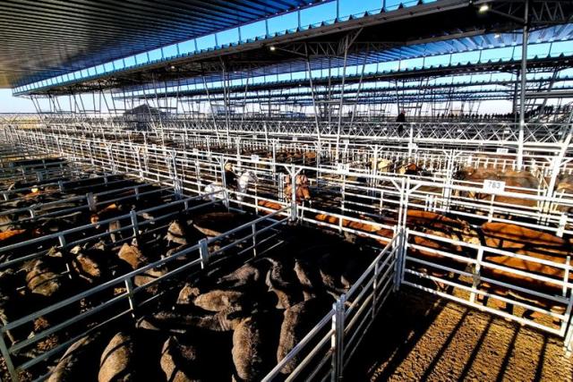 Aumenta el valor de la hacienda en el Mercado Agroganadero con un alza superior al 10%