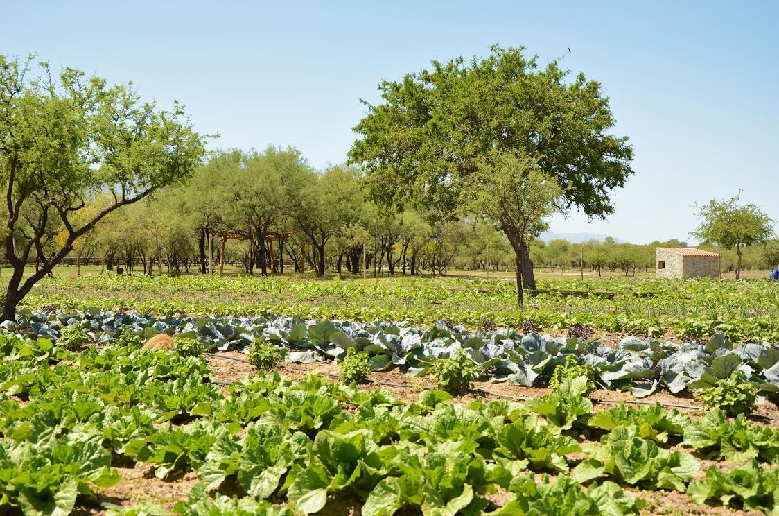 Por qué la Agricultura Regenerativa hoy es clave en los sistemas productivos