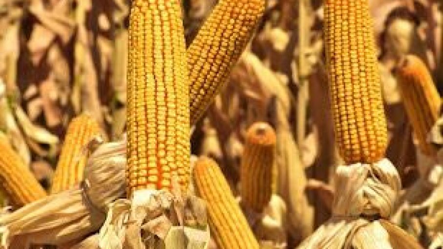 Innovación Integral en el Agro: ALZ-Agro Impulsa la Transformación