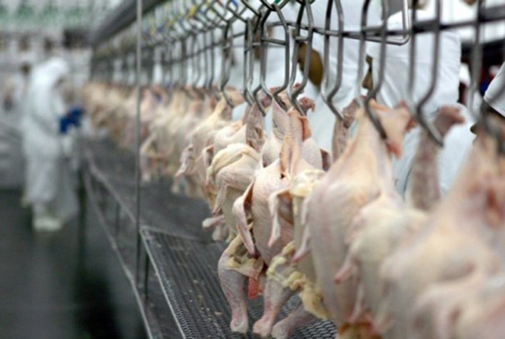 Argentina Recupera su Status Libre de Influenza Aviar: Cese del Brote con Impacto en la Industria Avícola