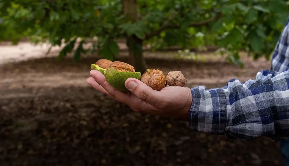 Productores de nueces catamarqueños exportan a India