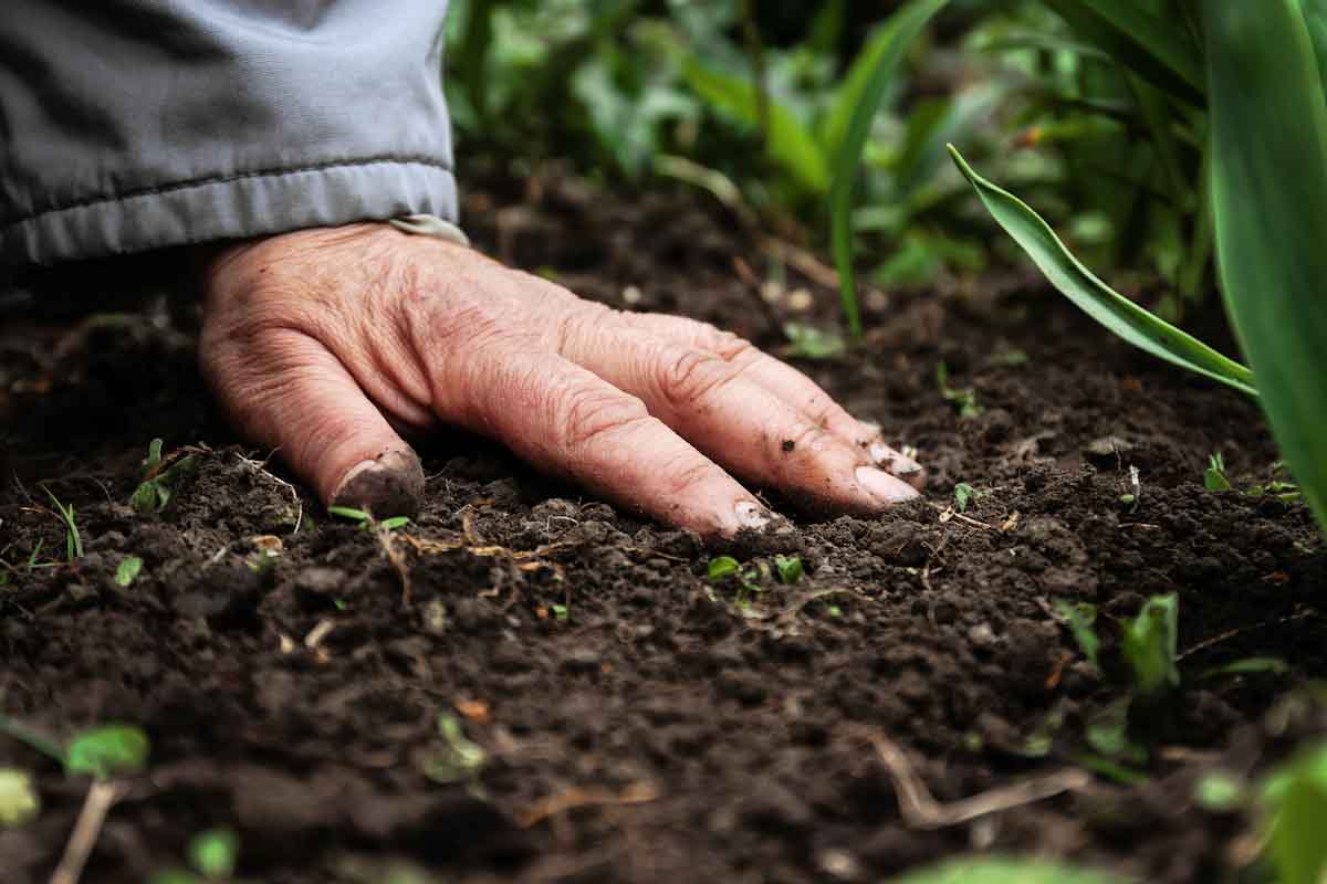 El ciclo vital: suelo, nutrientes y producción de alimentos