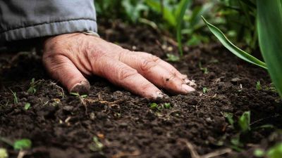 El ciclo vital: suelo, nutrientes y producción de alimentos