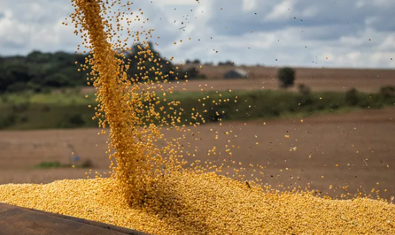 Perspectivas del "Dólar Agro" en Argentina Post PASO: Incertidumbre y Reflexiones sobre el Futuro