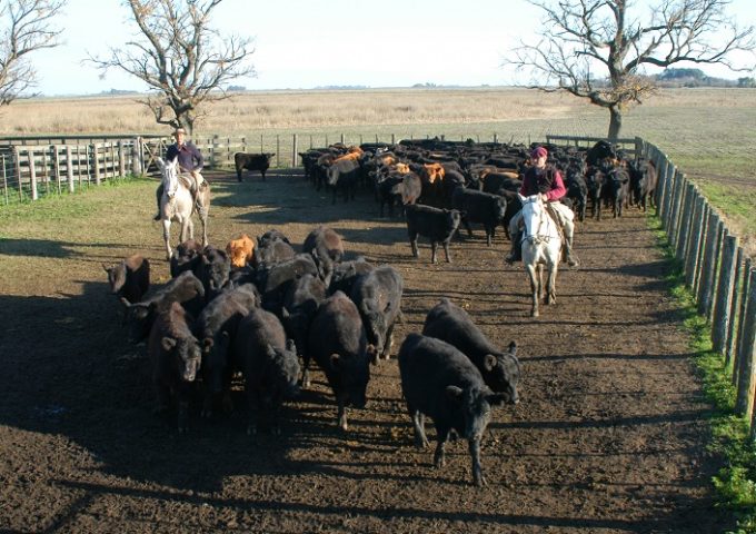 Impacto Electoral: Precios de la Carne al Alza y Perspectivas de Escalada