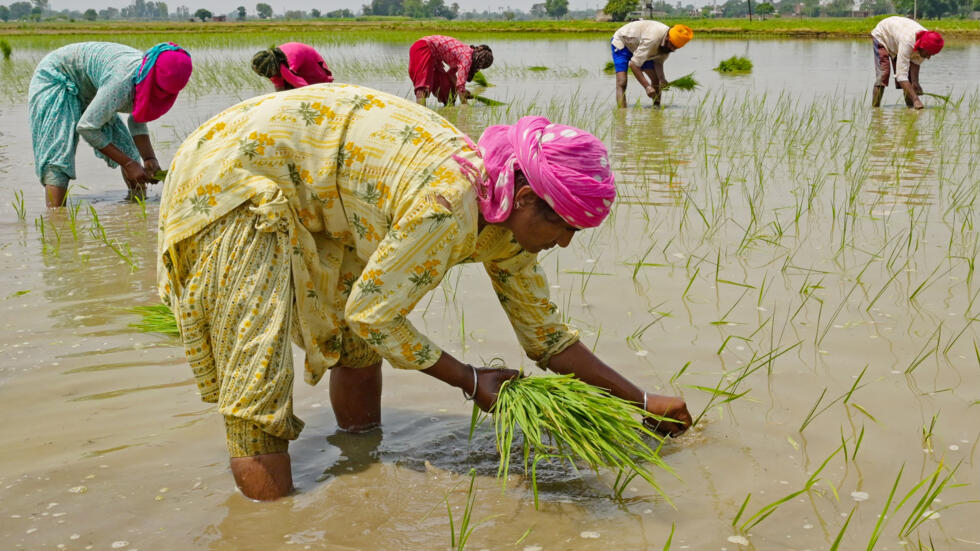 India tiene mejores opciones que prohibir las exportaciones de arroz