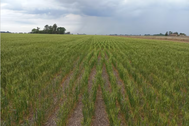 Por falta de agua en gran parte del país, se encienden las alarmas en el agro