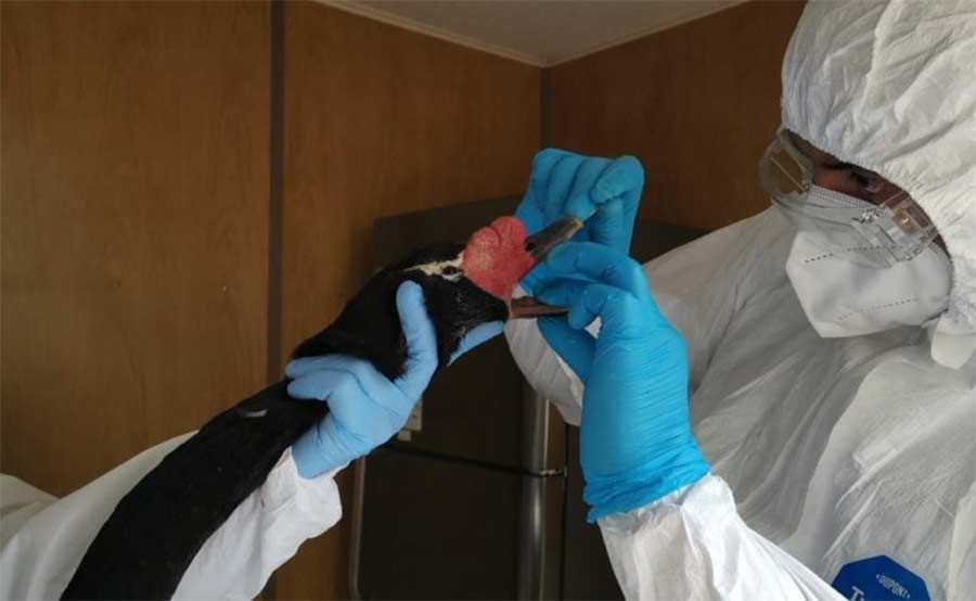 Uruguay Levanta la Emergencia por Gripe Aviar: Nuevas Medidas para Garantizar la Salud Avícola