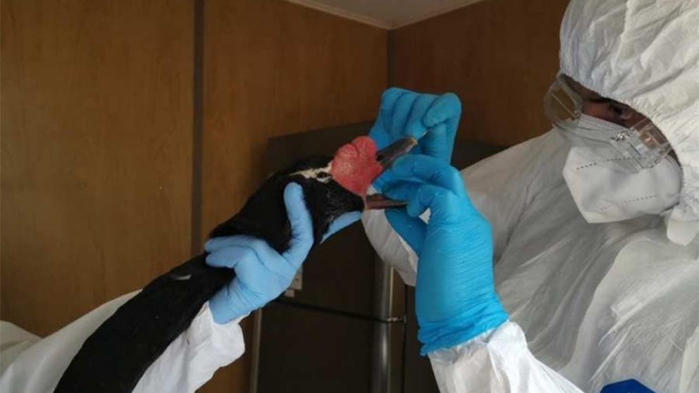 Uruguay Levanta la Emergencia por Gripe Aviar: Nuevas Medidas para Garantizar la Salud Avcola