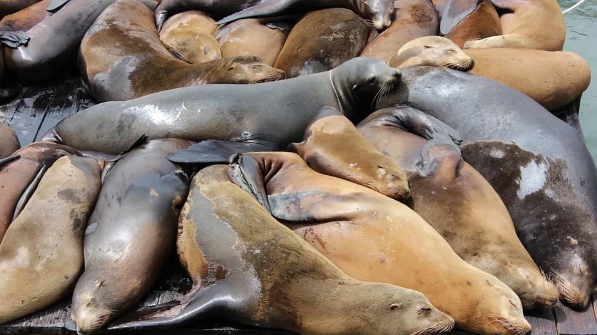 Investigan Posible Brote de Gripe Aviar en Muerte de Lobos Marinos en Necochea
