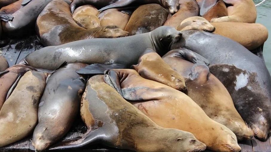 Investigan Posible Brote de Gripe Aviar en Muerte de Lobos Marinos en Necochea