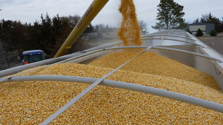 Las exportaciones de maíz cayeron 40% en los primeros seis meses de la campaña comercial del cereal