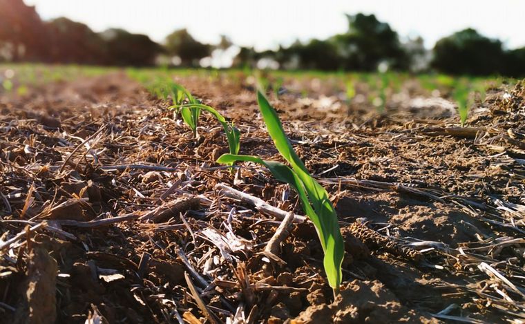 Estrategias y Visiones para Optimizar la Fertilidad del Suelo en la Agricultura Argentina