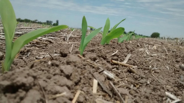 Estrategias y Visiones para Optimizar la Fertilidad del Suelo en la Agricultura Argentina