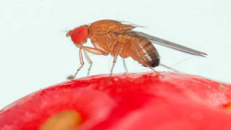 Cooperativas y organismos estatales se unieron para combatir plaga que afecta a frutas finas