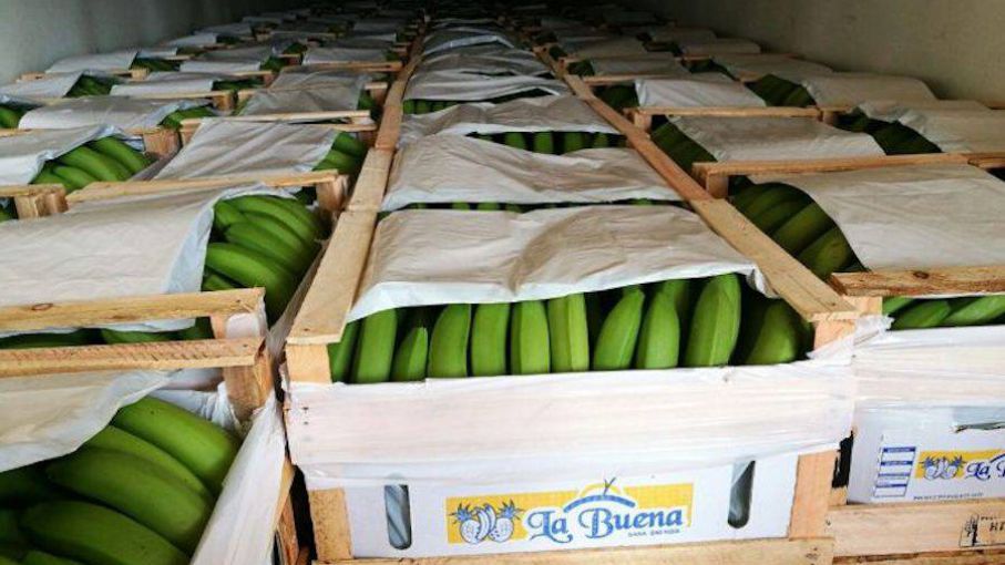 La falta de dólares alcanzó a los importadores paraguayos de banana