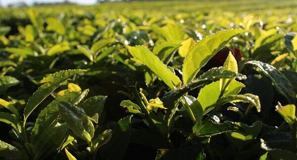 Fijaron el nuevo precio del té y comenzará la zafra en Misiones