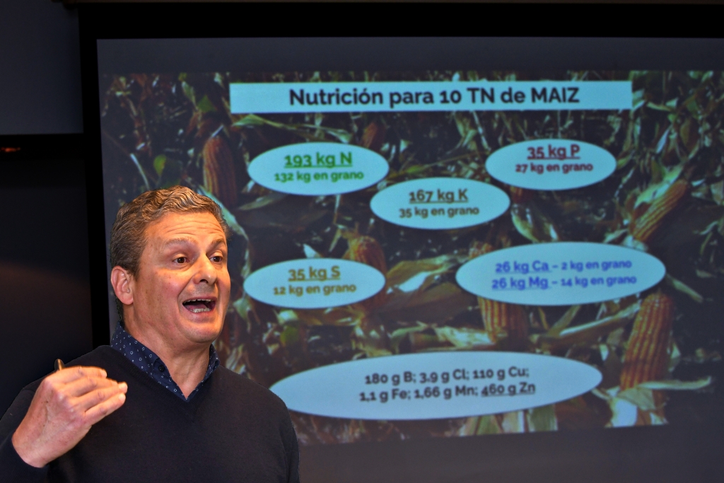 Maíz: una campaña para tomar revancha