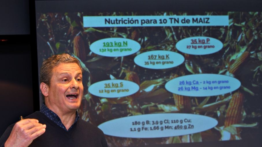 Maíz: una campaña para tomar revancha