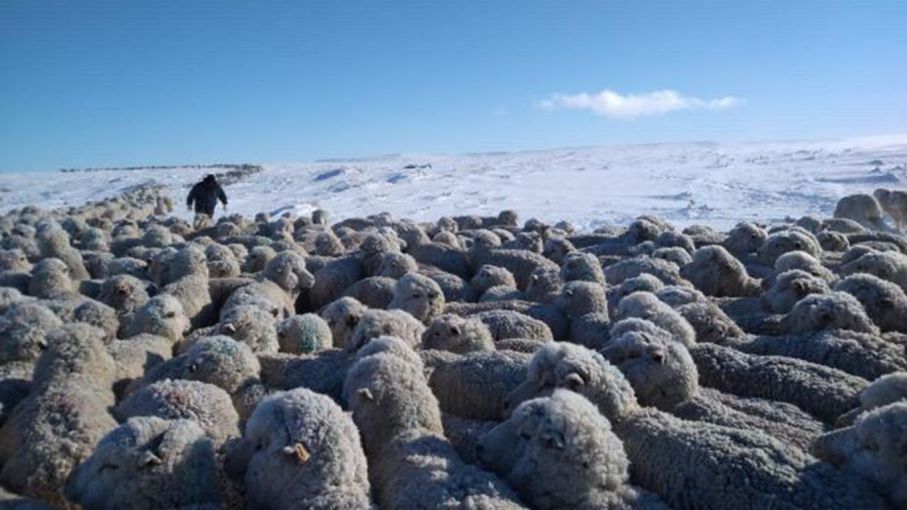 Asisten a productores caprinos del sur de Mendoza afectados por nevadas