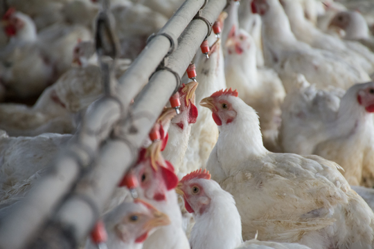 Arabia Saudita habilitó el ingreso de productos aviares procedentes de Argentina