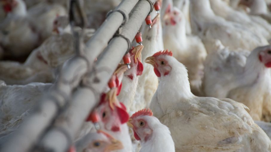 Arabia Saudita habilitó el ingreso de productos aviares procedentes de Argentina