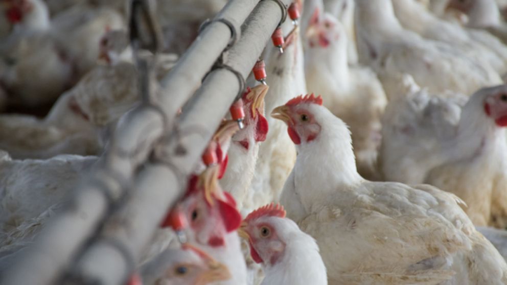 Arabia Saudita habilit el ingreso de productos aviares procedentes de Argentina