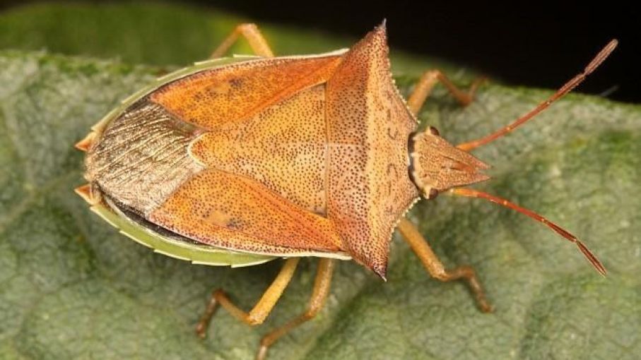 Los insectos del suelo pueden condicionar fuertemente la próxima campaña gruesa