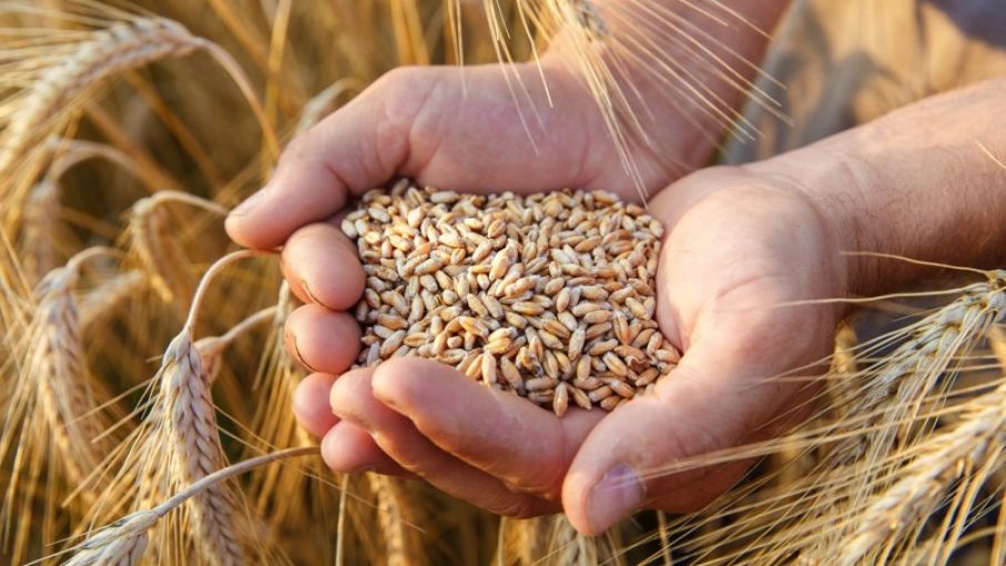Descartan previsión de cosecha récord de soja en Brasil 