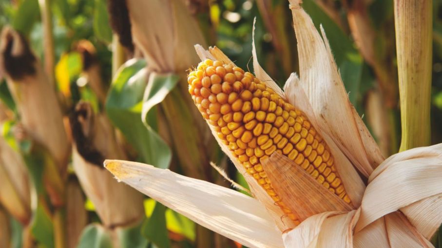 La Campaña de Maíz 2023 en Argentina se encamina hacia un récord histórico, impulsada por la agricultura regenerativa y la innovación de Bayer