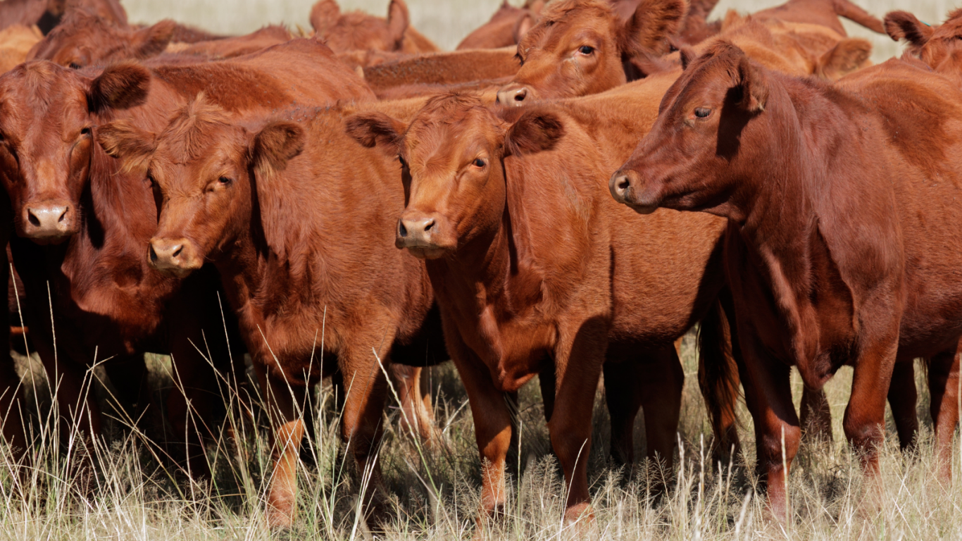 Alerta en el mercado global de carnes: precios récord, tensiones comerciales y caída de stocks