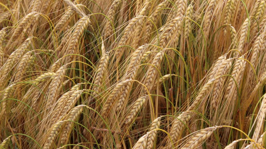 Acopiadores de granos realizarán un congreso para debatir sobre producción y comercio del trigo