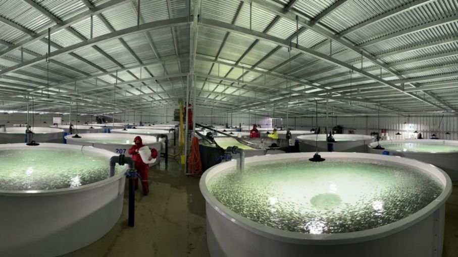 La acuicultura terminará el año con una producción récord de más de 8.000 toneladas