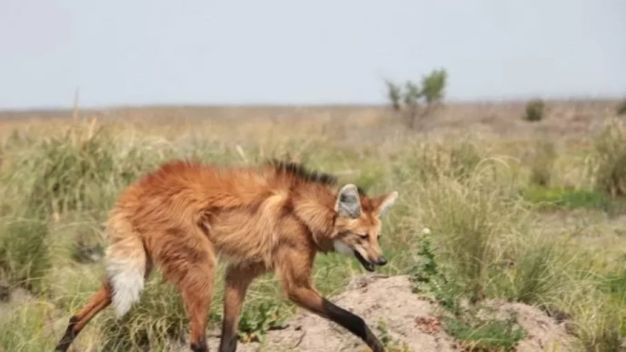Avistaron un aguará guazú en La Pampa luego de 200 años de ausencia en la provincia