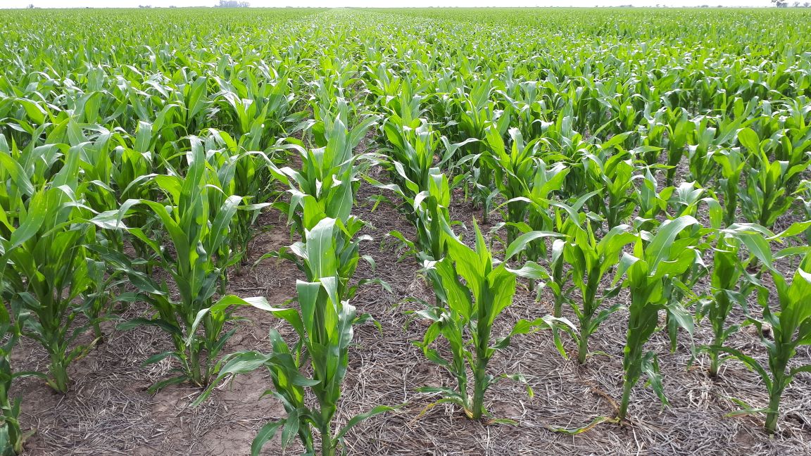 Syngenta presentó ELUMIS®, su herbicida selectivo para el control de malezas en maíz