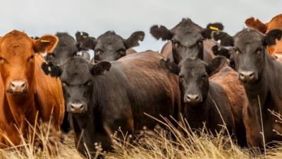 Avanza la vacunación estratégica antibrucélica con cepas RB51 y DeltaPGM