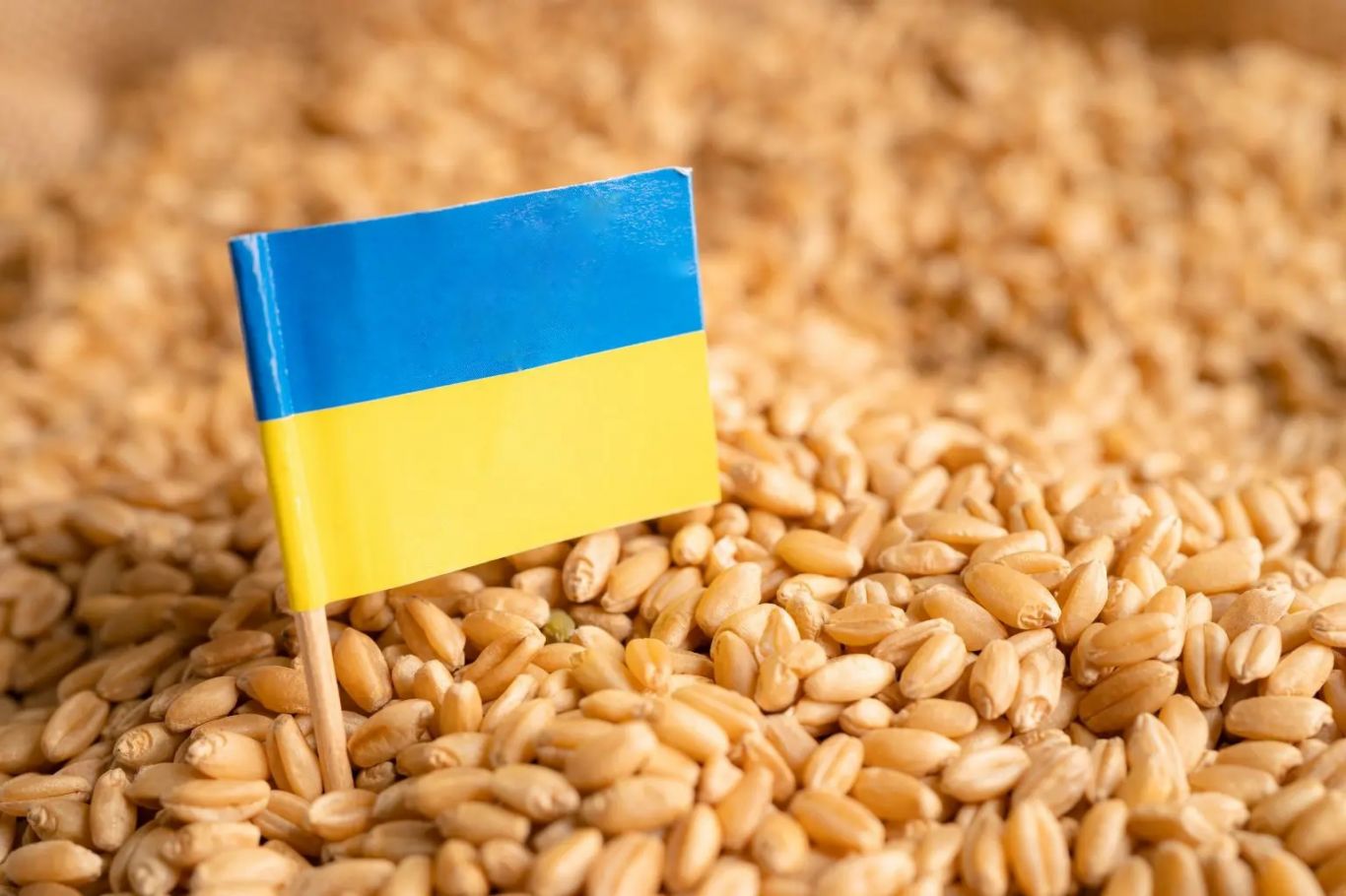 Polonia está dispuesta a llegar a un acuerdo sobre las importaciones de cereales ucranianos. 