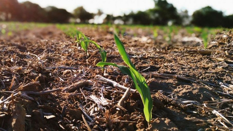 Estrategias Cruciales para la Temporada de Maíz 23/24 en un Escenario de Retraso de "El Niño"