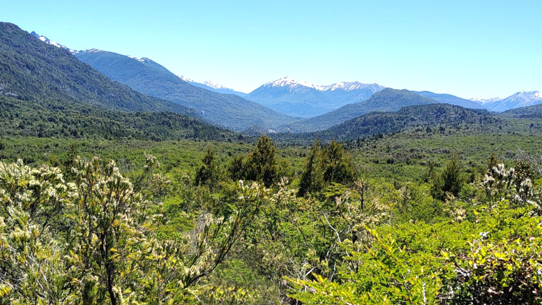 Nuevos aportes al manejo sustentable de los bosques norpatagónicos
