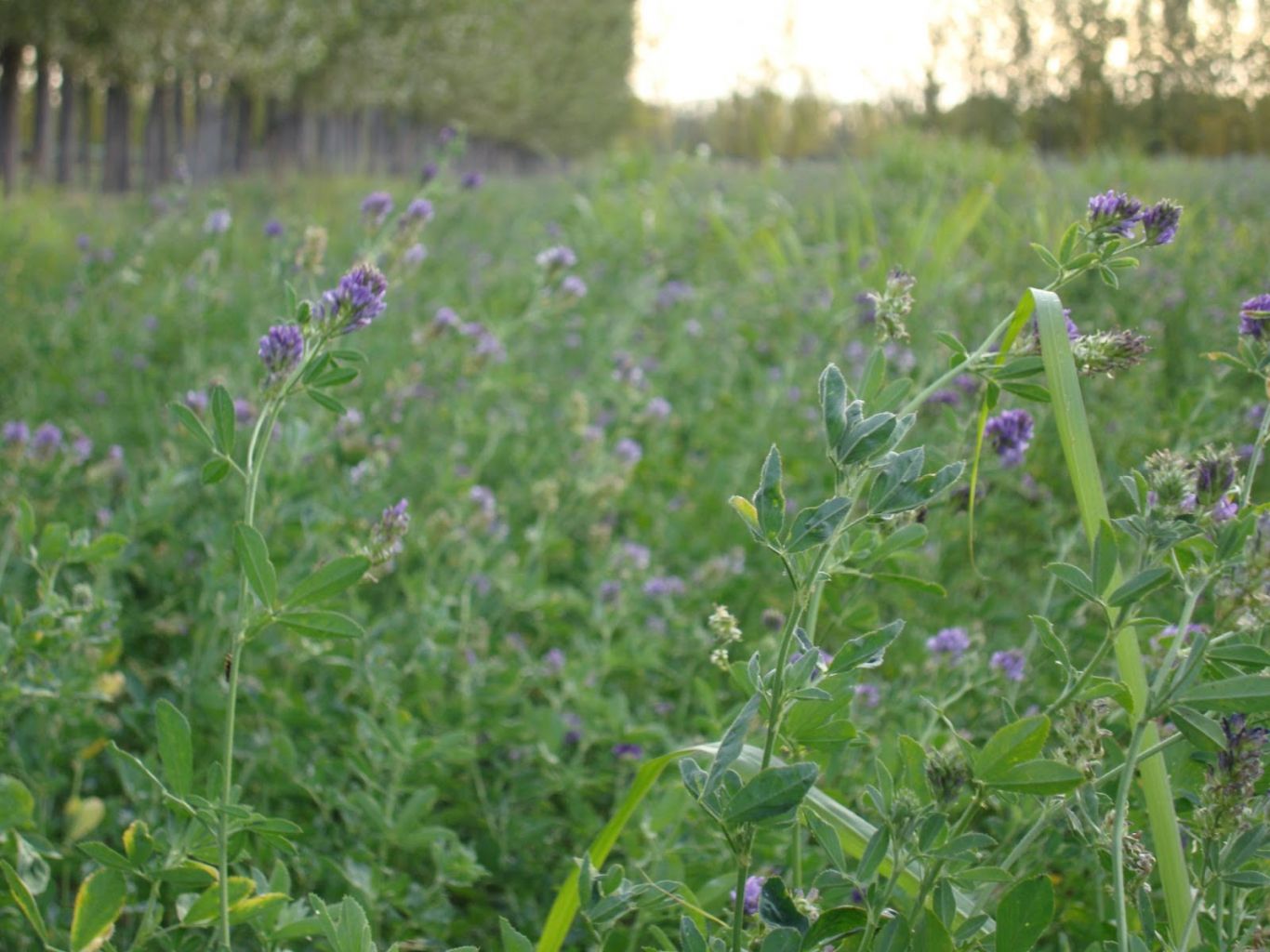 Secretos para Obtener Forraje de Calidad con Alfalfa: Consejos Clave