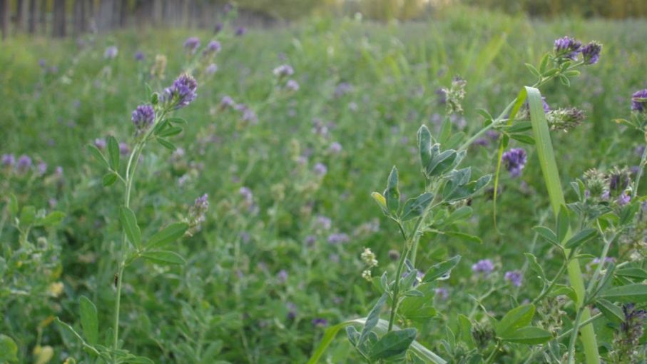 Secretos para Obtener Forraje de Calidad con Alfalfa: Consejos Clave