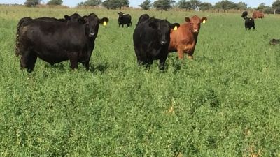 desarrollan una variedad de alfalfa ideal para pastoreo directo