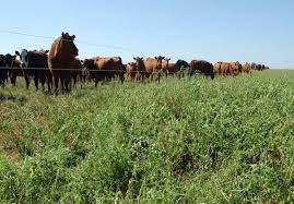desarrollan una variedad de alfalfa ideal para pastoreo directo