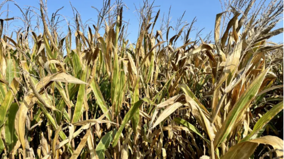 Informe de Progreso de Cultivos del USDA: Cosecha de Maíz al 15% y de Soja al 12%