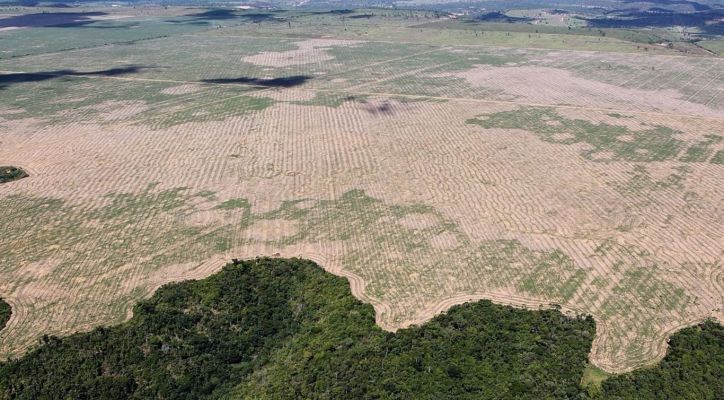 Brasil podría perder ventas de soja en Europa debido a leyes de protección forestal