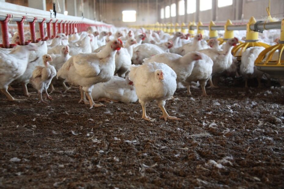 Respuesta gubernamental ante la gripe aviar: Apoyo financiero para pequeños productores de aves 