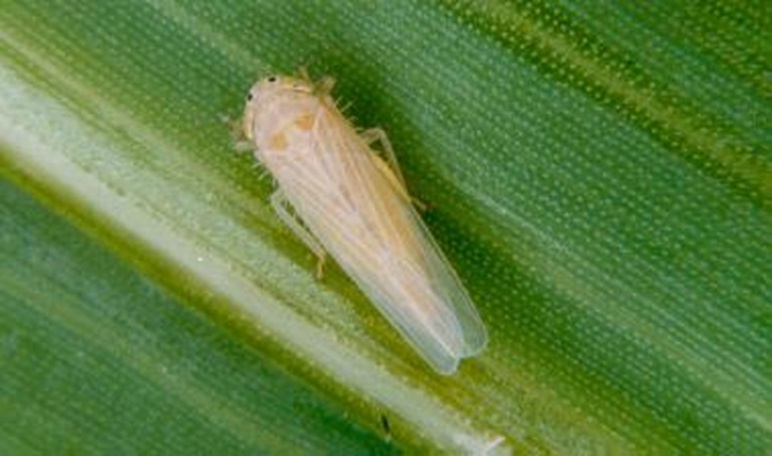 La amenaza de la chicharrita del maíz en el NEA: falta de insecticidas registrados complica la lucha