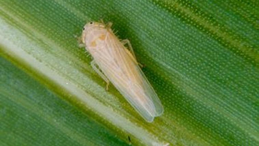La amenaza de la chicharrita del maíz en el NEA: falta de insecticidas registrados complica la lucha