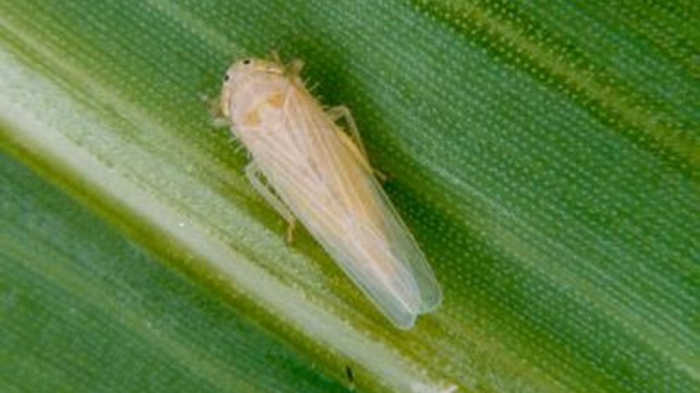 La amenaza de la chicharrita del maz en el NEA: falta de insecticidas registrados complica la lucha